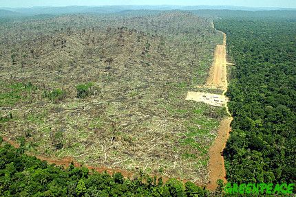 pourquoi la deforestation